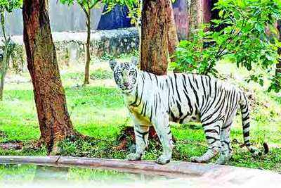 Vizag zoo makes its first international exchange