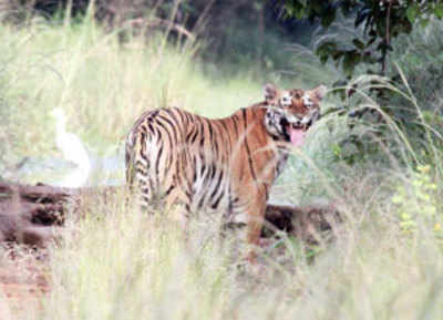 Despite poaching cases, Madhya Pradesh hopes to become 'tiger state' again