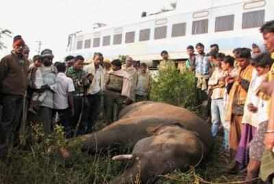 3 elephants killed, 2 injured as train crashes into herd