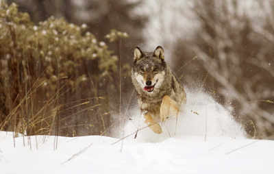 Wolf-hunt campaign in Russia to optimize wolf population