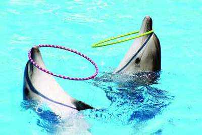 No permission for dolphinariums anywhere in India