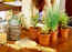 Ideas to maintain indoor potted plants