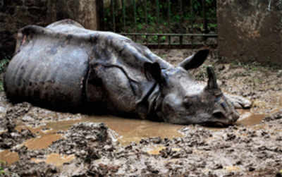 Two rhinos killed by poachers in Assam