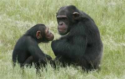 Like humans, Chimpanzees too have a sense of fairness