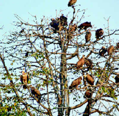 108 vultures spotted in Suhelwa Wildlife Sanctuary in Shrawasti