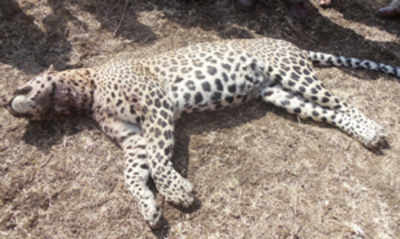 Leopard found dead in Haldwani