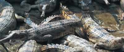 Alligator deaths triggers alert