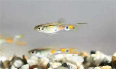 New species of fish discovered in Arunachal Pradesh
