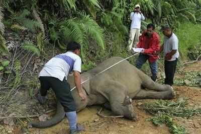 49 elephants killed on railway tracks since 2010