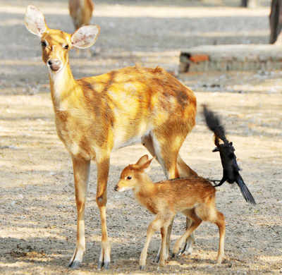 Delhi zoo draws up plan to acquire 500 new animals