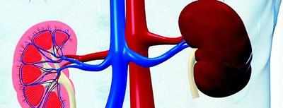 High doses of statins can cause kidney damage