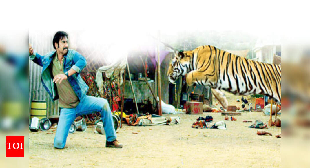 Himmatwala: Ajay Devgn fights with a real tiger | Hindi Movie News - Times of India Himmatwala: Ajay Devgn fights with a real tiger | Hindi Movie News - Times of India