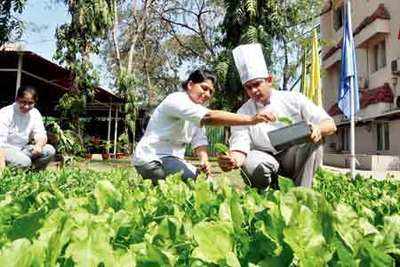 Hotel management students take to kitchen gardening