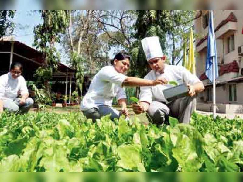 Hotel management students take to kitchen gardening - Times of India