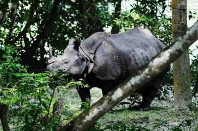 Rhino census in Kaziranga amid rampant poaching