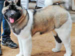 Indian Kennel League's dog show