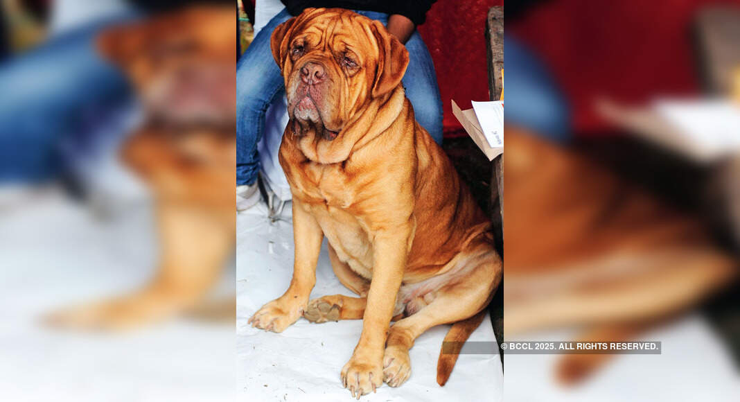 A pet during the Indian Kennel League's dog show, held in New Delhi