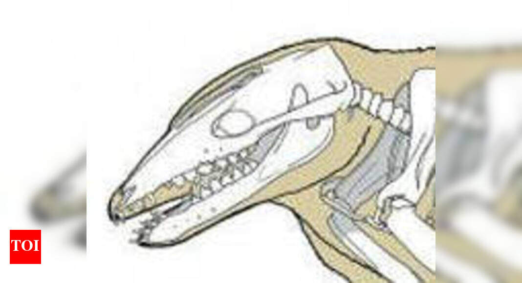 Proceedings Of The Royal Society B: 112-million-year old mammal jaw ...