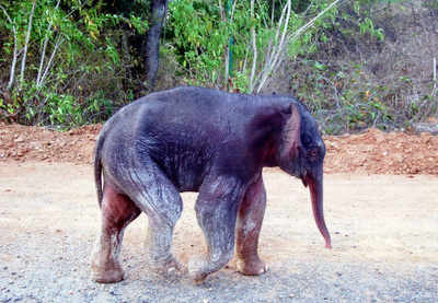 Deserted elephant calves being sent to Jaldapara