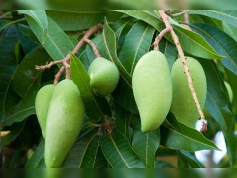Don't miss out on raw mangoes this summer