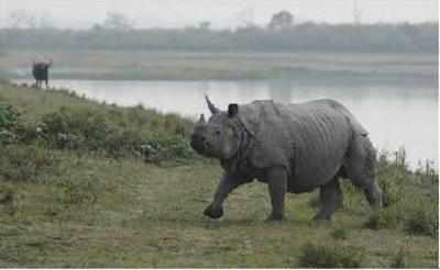 Rhino killed in Kaziranga, horn chopped off