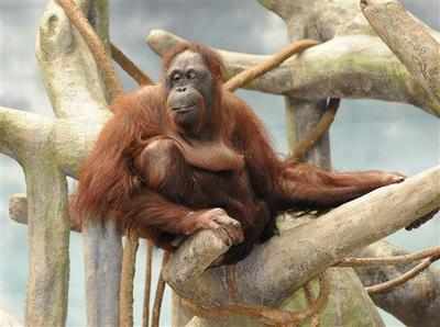 Secret population of rare orangutans discovered