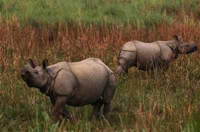 Sharphooters hired to kill rhinos