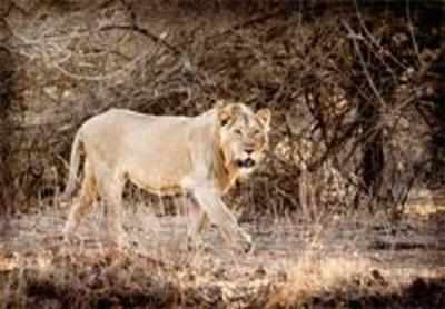 Relocation of Gir lions upsets many