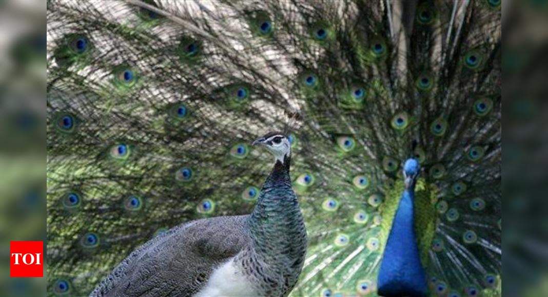 7 Peacocks Killed By Poachers In Barmer In Jaipur Jaipur News Times Of India 6830