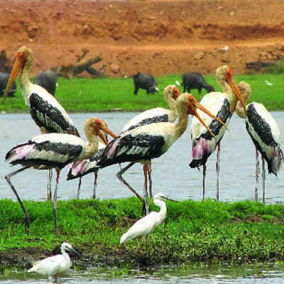 Overstaying winged visitors baffle birders