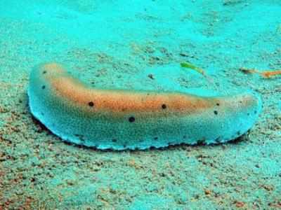 90 kg of sea cucumber, an endangered species, seized