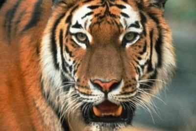 Insecticide used to kill tigers at Rajiv Gandhi Orang National Park