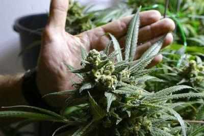 ‘Marijuana halts brain damage’