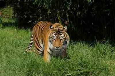 Three tigers found dead in a week in Corbett
