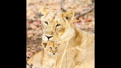 Forest department orders study to thwart MP bid for Gir lions