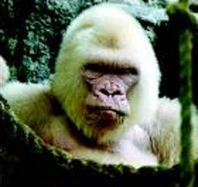 Solved: Mystery of albino gorilla