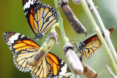 A butterfly park for Trichy