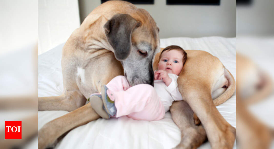 dog skin infection treatment in hindi