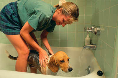 Giving a deals dog a bath