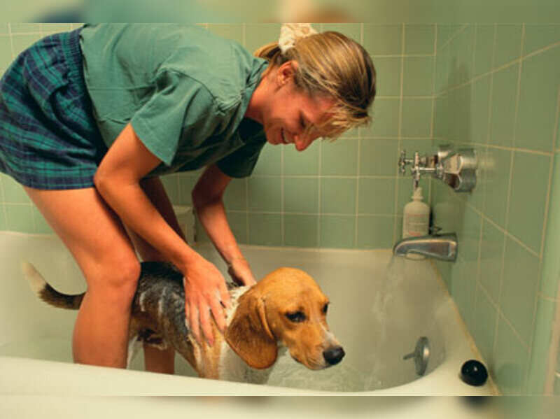 how to give a dog a bath