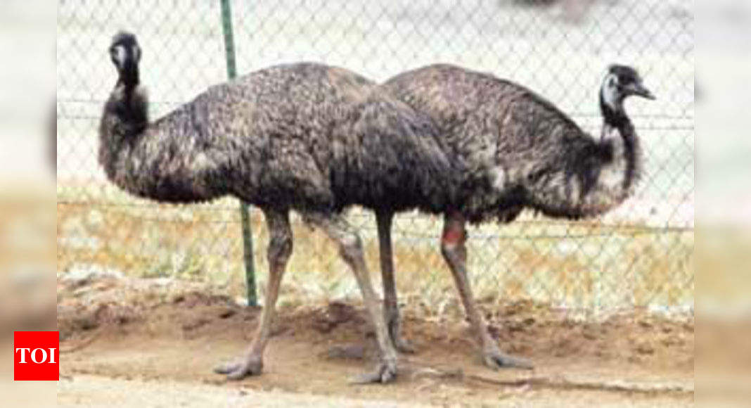 10 Emus Land Up In Rajasthan Village Times Of India