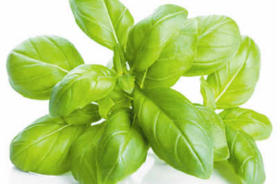 Basil for clear, healthy skin