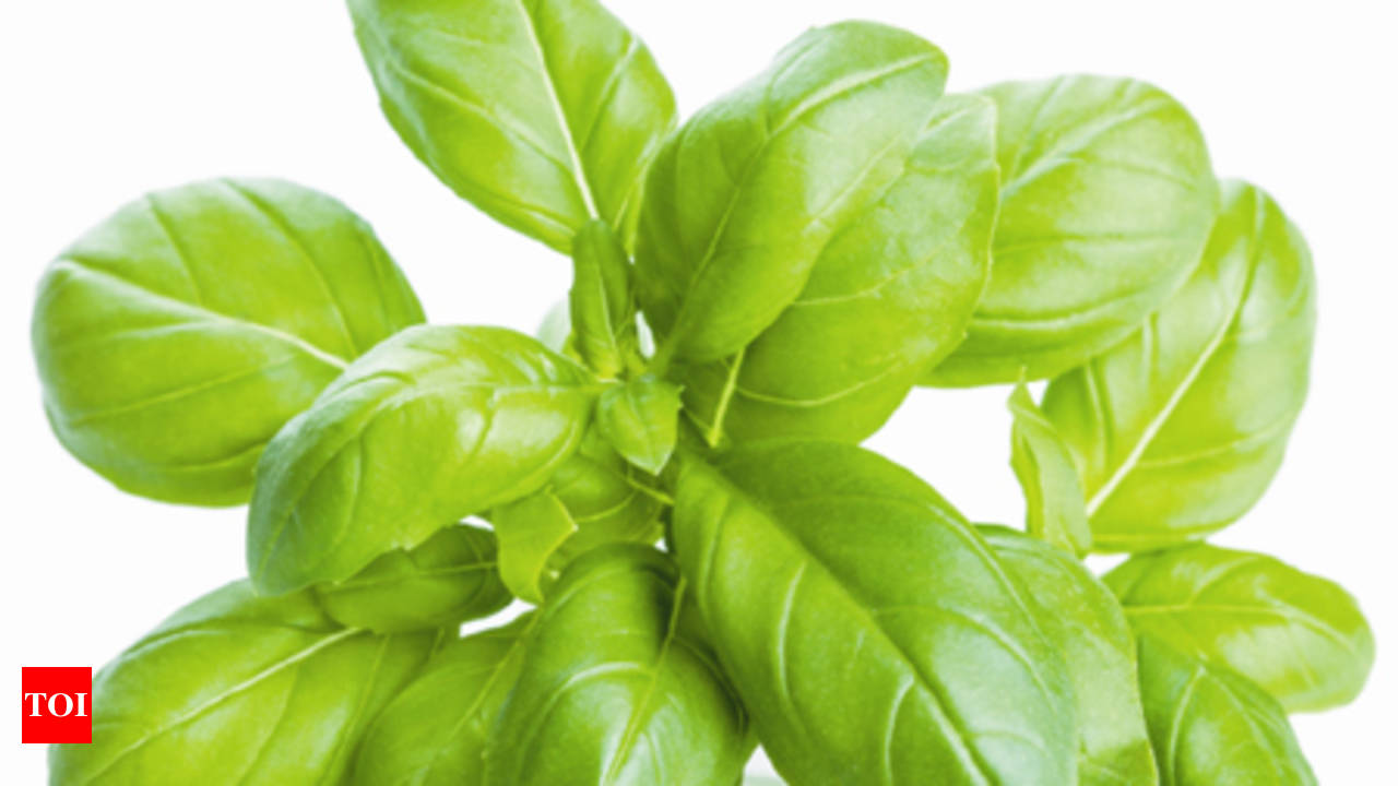 Basil for clear healthy skin Times of India