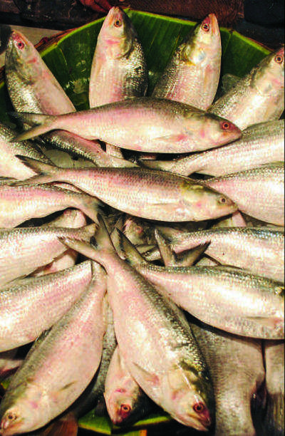 Rapid decline in commercially important fishes in Ganga