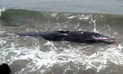 Whale calf gets trapped in fishing net, dies