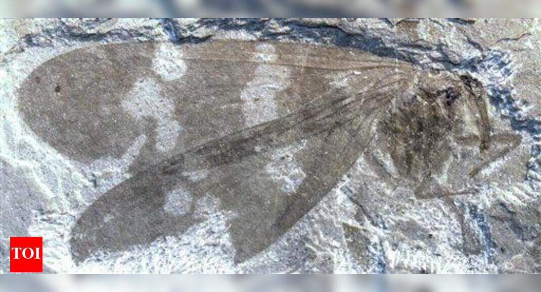 Insect discovery sheds light on climate change - Times of India