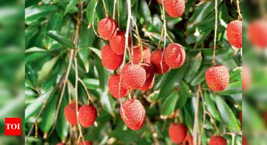 The lovable lychee - Times of India