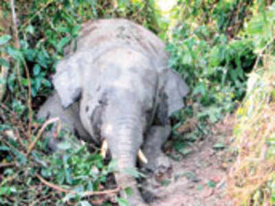 Elephant carcass found in river