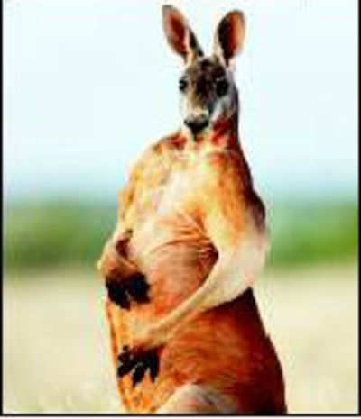 How kangaroos woo mates: The males flex their biceps