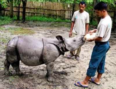 WWF ties up with bookstore chain to save one-horn rhinos